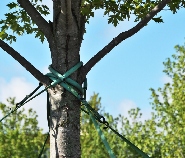 Tree trunk supported by green straps and wires against a blue sky