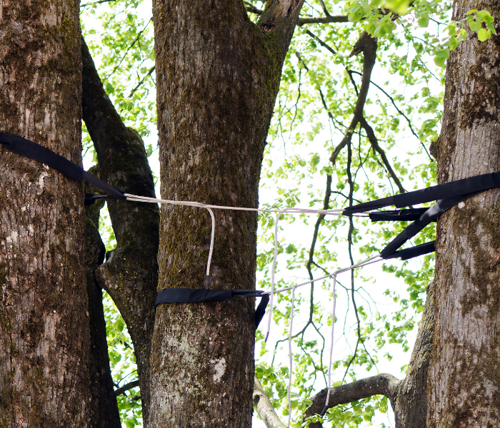 Black straps and a rope tied around tree trunks in a wooded area.