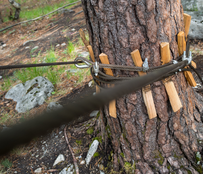 Tree trunk secured with rope and wooden wedges, with a blurred strap crossing the foreground.