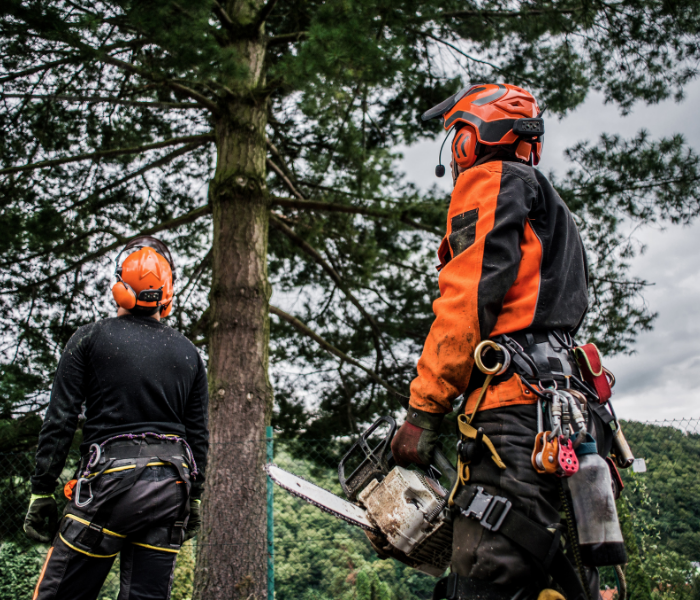 Two arborists in orange safety gear working near a tall tree in a wooded area