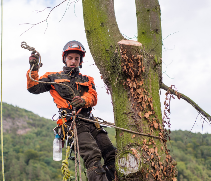 Arborist in orange gear trimming a tree with ropes and saw near a forested hillside