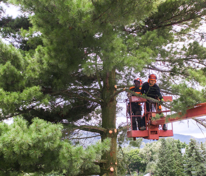 Workers in a cherry picker pruning a tall pine tree outdoors