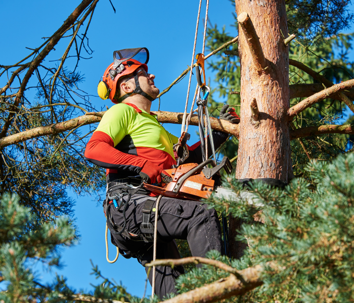 Tree trimmer in safety gear using a chainsaw high in a tree on a sunny day