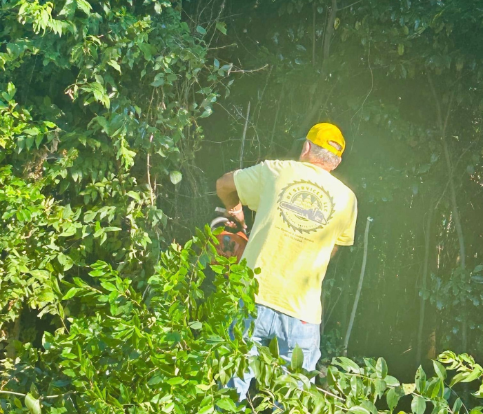 Person in a yellow shirt and cap working in dense green foliage outdoors.