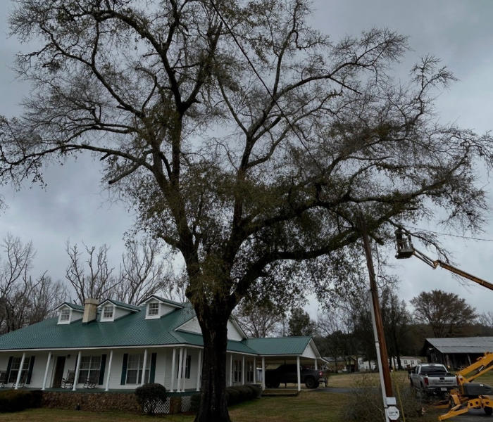 Large leafless tree beside a green-roofed house, with a bucket truck trimming branches.