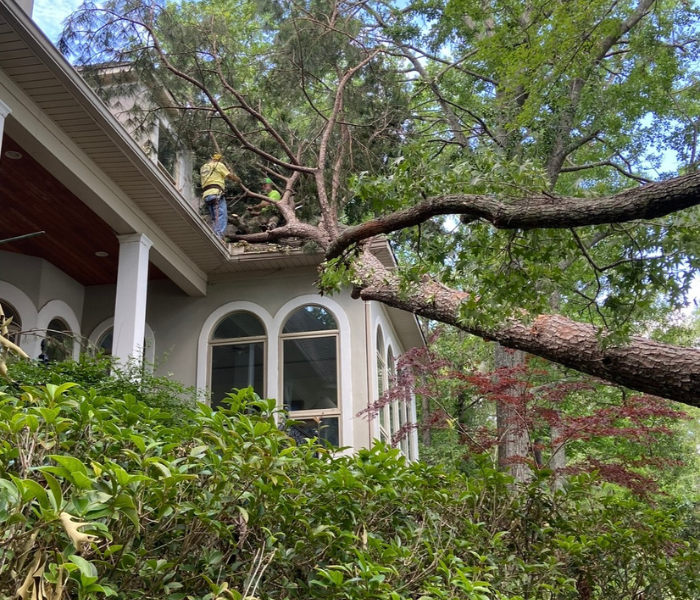 Large tree limb over a house with arched windows and green shrubs in front