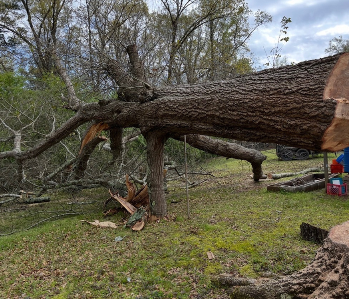 Uprooted tree trunk lying across a grassy yard with broken branches and a house edge visible on the right.