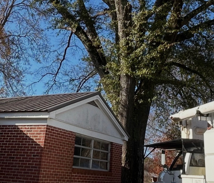 Large tree beside a red brick house with a white gable and blue sky overhead