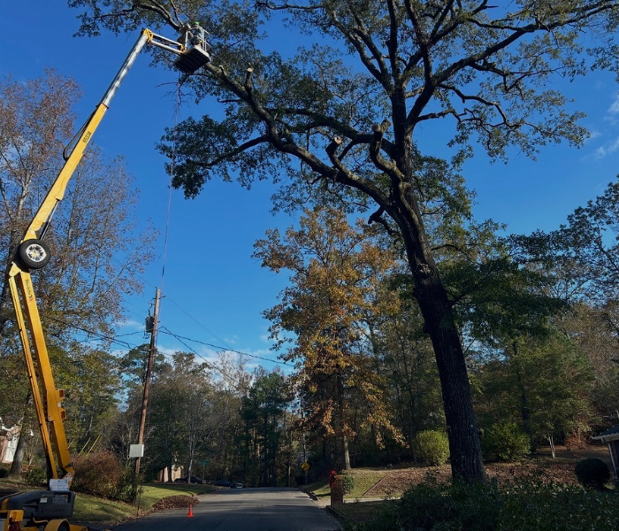 Yellow bucket truck lifting a worker to trim branches on a tall tree beside a road on a sunny day