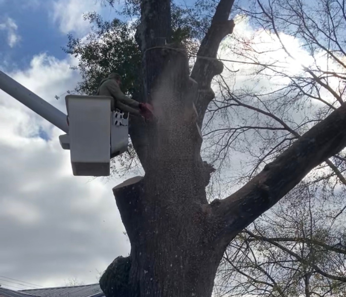 Utility worker in a bucket lift trimming a large tree against a cloudy sky