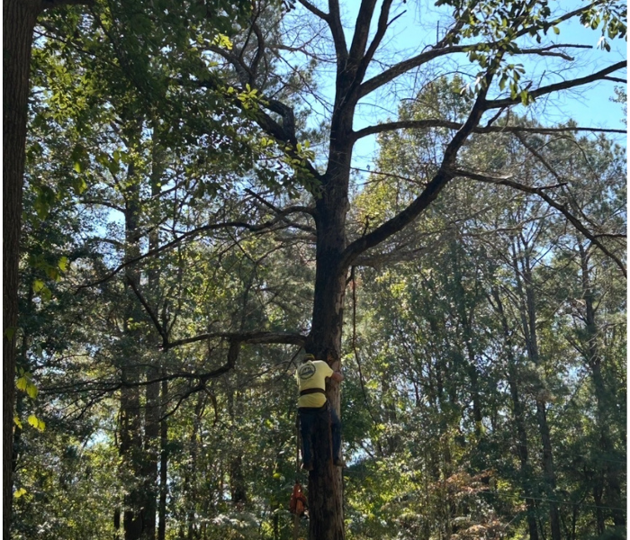 Person in yellow shirt climbing a tall tree in a wooded area under a blue sky