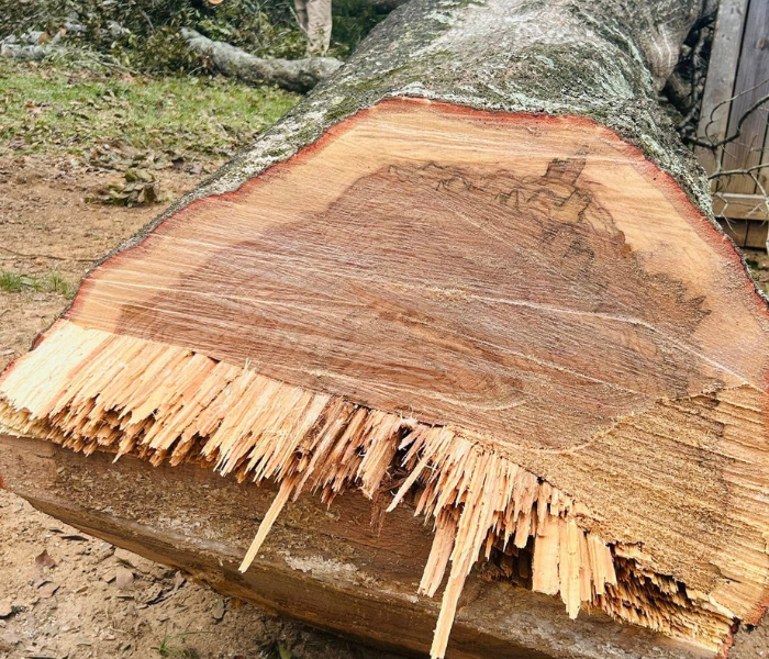 Freshly cut tree stump with splintered, jagged wood at the base outdoors