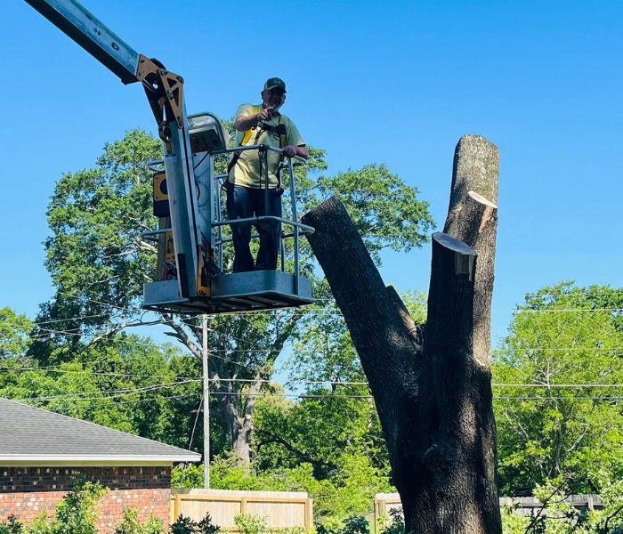 Worker in a cherry picker trimming a tall tree beside a house on a sunny day