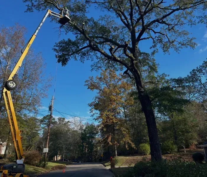 Yellow cherry picker lifting a worker near a tall tree on a sunny street under a blue sky