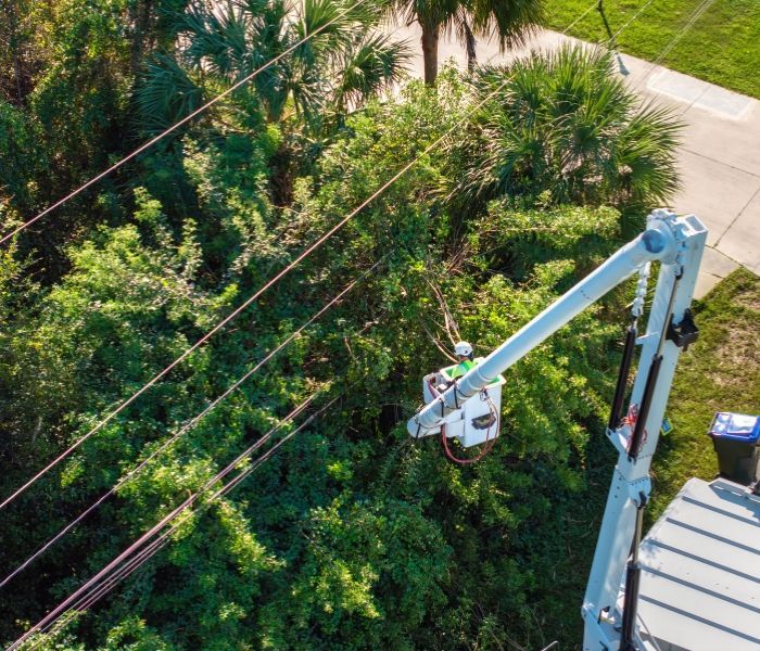 Aerial view of a worker in a cherry picker trimming dense green trees beside power lines.