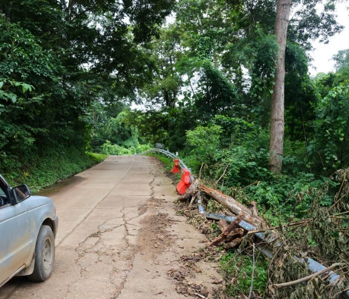 Narrow concrete road beside dense trees, with a fallen branch and orange marker on the right edge