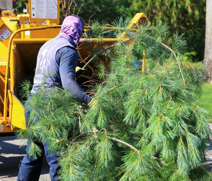 Worker in purple hood and gloves trims pine branches beside a yellow wood chipper outdoors