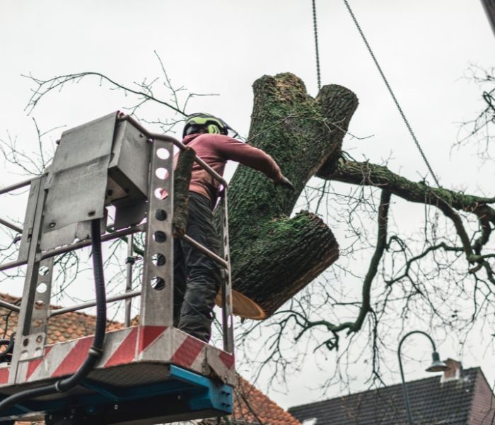 Worker in a lift trimming a large tree branch beside rooftops on a cloudy day