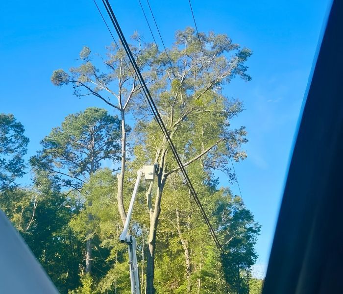 Trees and power lines seen through a car window against a bright blue sky