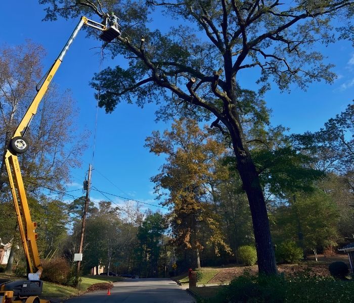 Crane lifting a worker near a tall tree on a suburban street under a blue sky