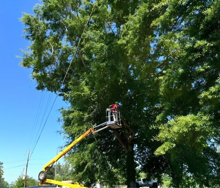 Utility worker in a bucket lift trimming a large roadside tree under a blue sky