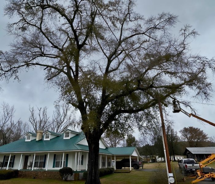 Large tree beside a teal-roofed house, with a crane truck lifting branches in the yard