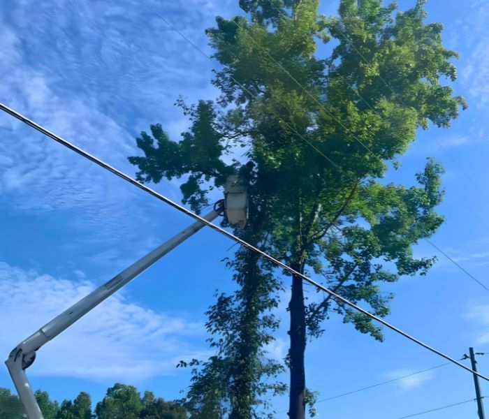 Utility worker in a bucket lift trimming a tall tree against a blue sky