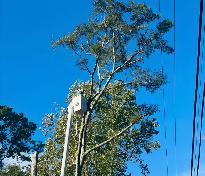 Tall tree beside a utility pole and power lines against a clear blue sky