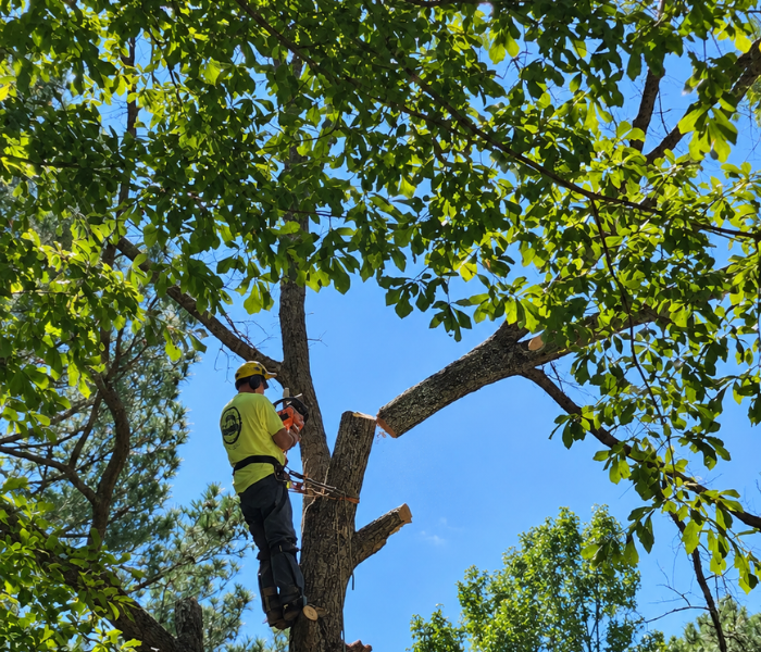 Worker in a neon vest cutting branches from a tree under a blue sky