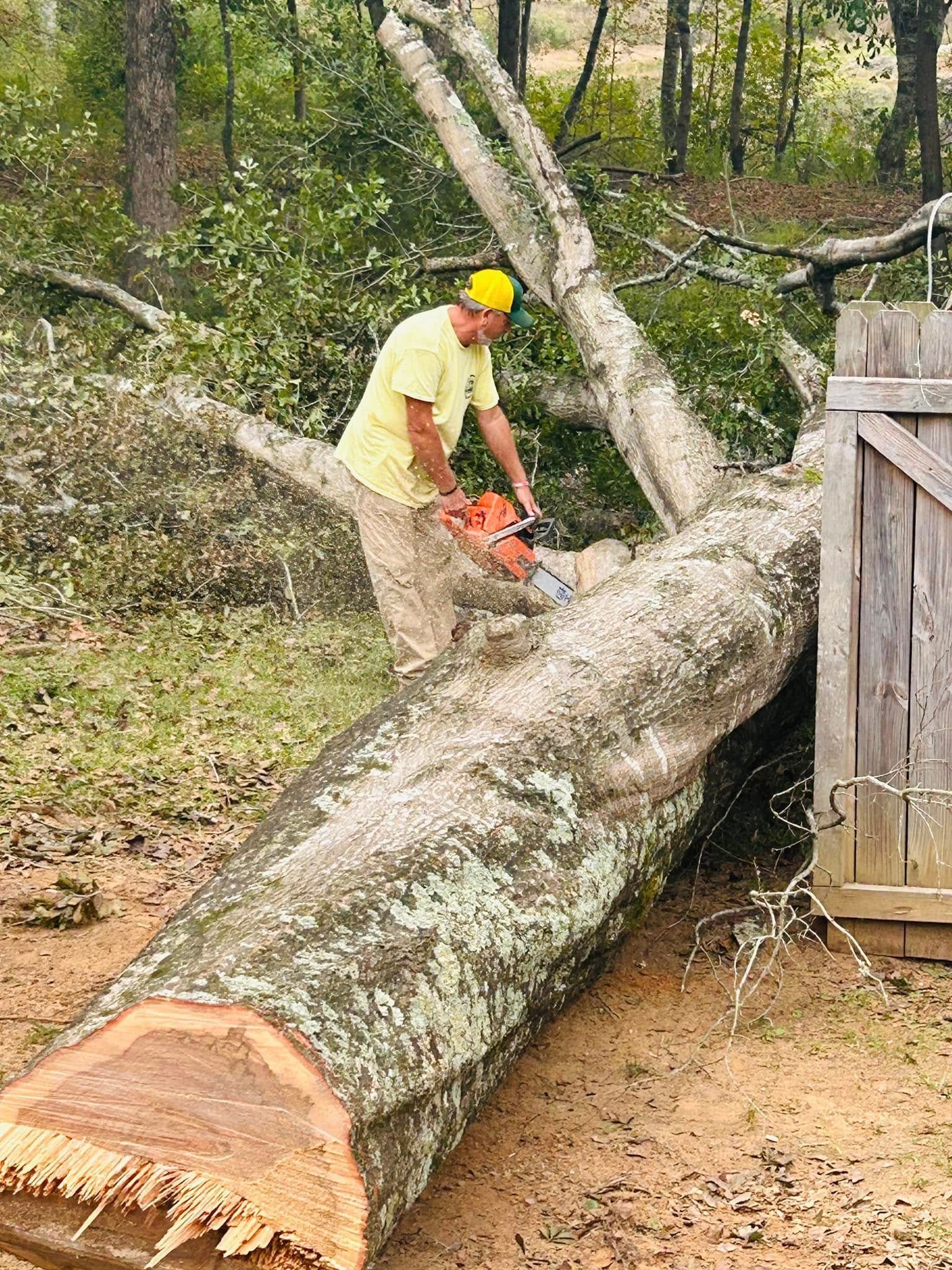 Worker using a chainsaw to cut a large fallen tree trunk beside a wooden shed