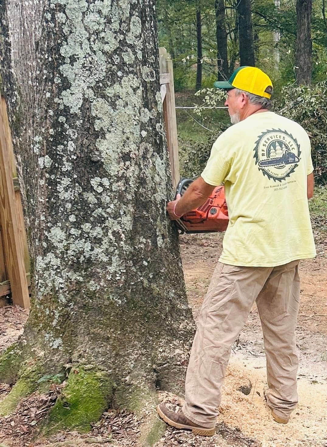 Worker in yellow hard hat using a chainsaw beside a large tree in a wooded area