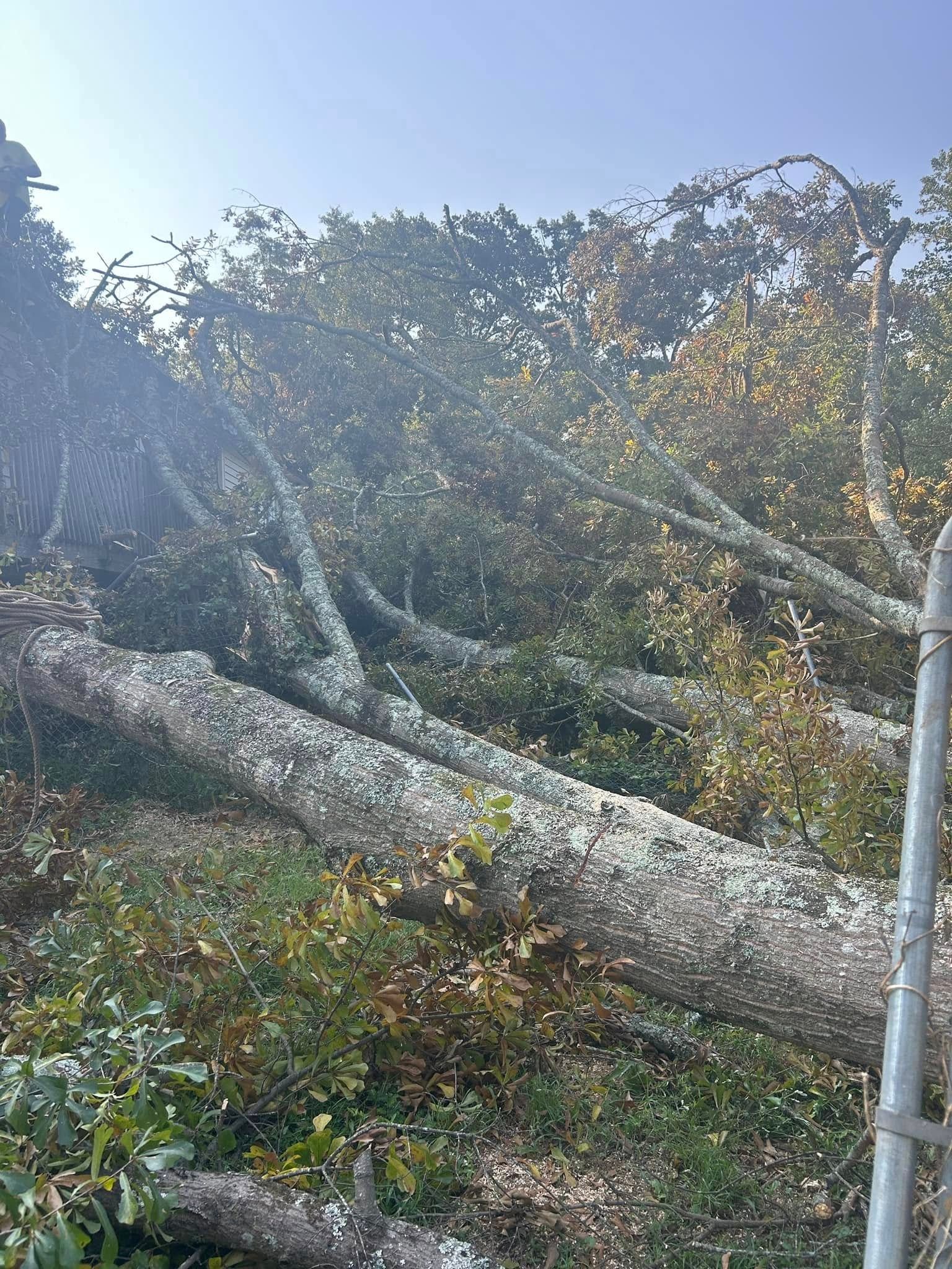 Fallen tree trunk across a wooded area in bright sunlight, with a utility pole at right.