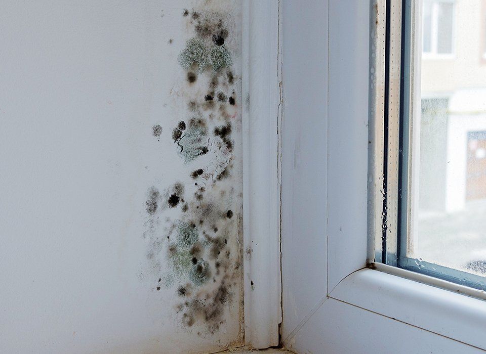 Mold growth on a white wall and window frame, near the corner of a room.