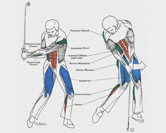 Annotated anatomy chart of a golfer swing, with colored muscles highlighted on two body positions