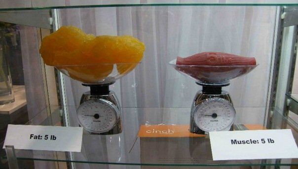Two labeled tissue specimens in clear display cases: yellow fat on the left and pink muscle on the right.