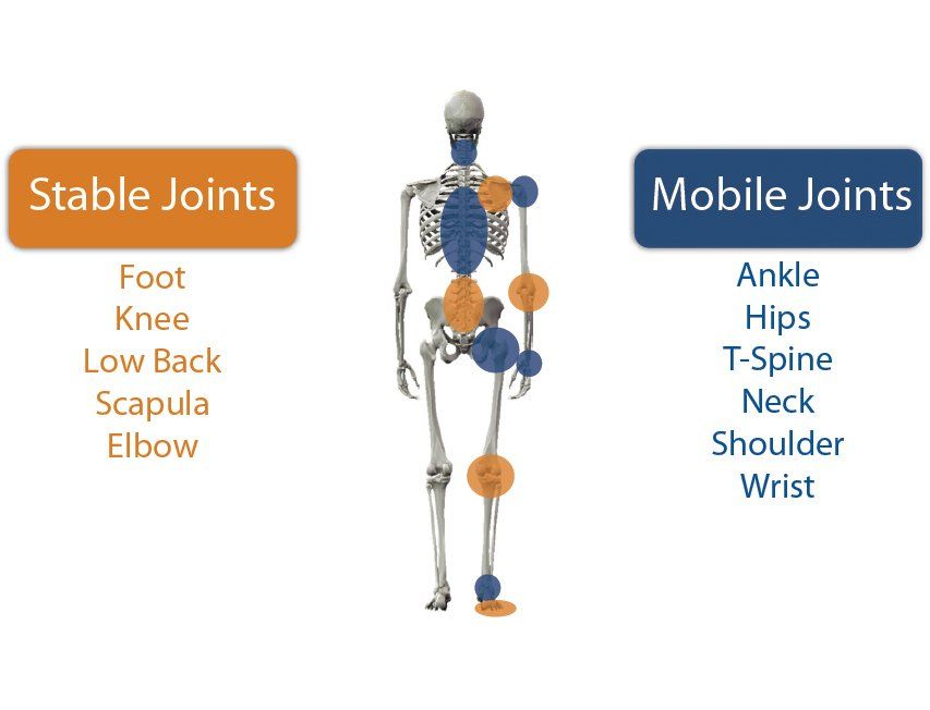 Skeleton diagram showing stable joints on left and mobile joints on right.