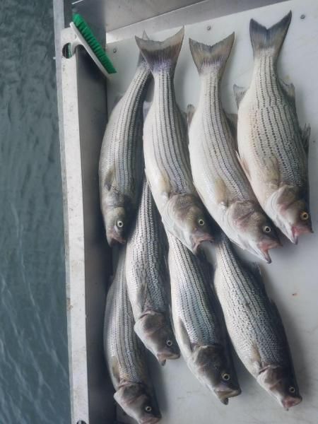 Six striped fish laid on a white surface, with a green-handled tool at the top left.