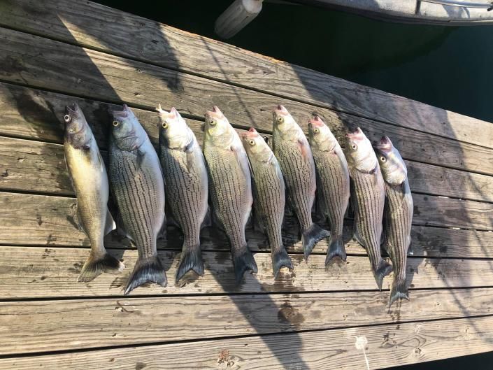 Seven fish laid side by side on sunlit wooden planks by the water.