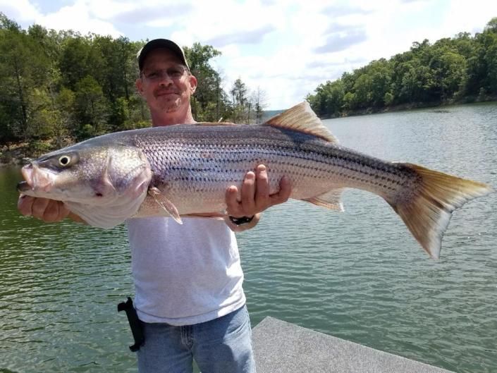 Man holding a large striped bass by a calm lake on a sunny day
