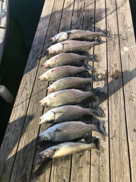 Eight striped fish lined up on a sunlit wooden dock.