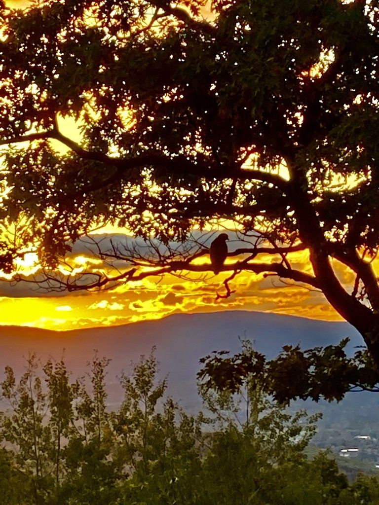 A bird perched on a tree branch silhouette against a brilliant yellow and orange sunset over distant mountains.