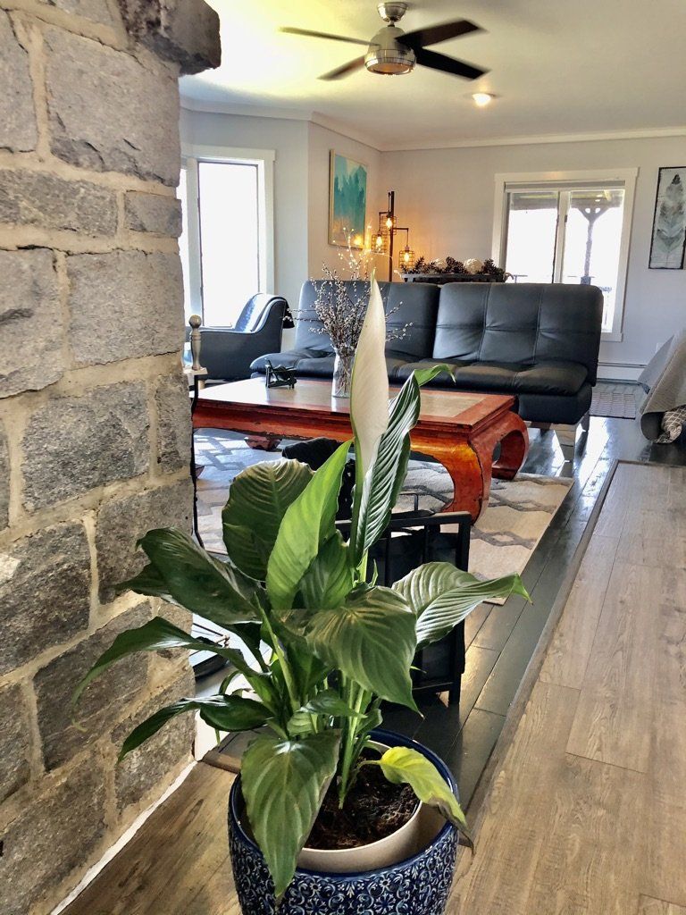 A potted peace lily with a white bloom sits in the foreground before a living room with a dark sofa and stone fireplace.