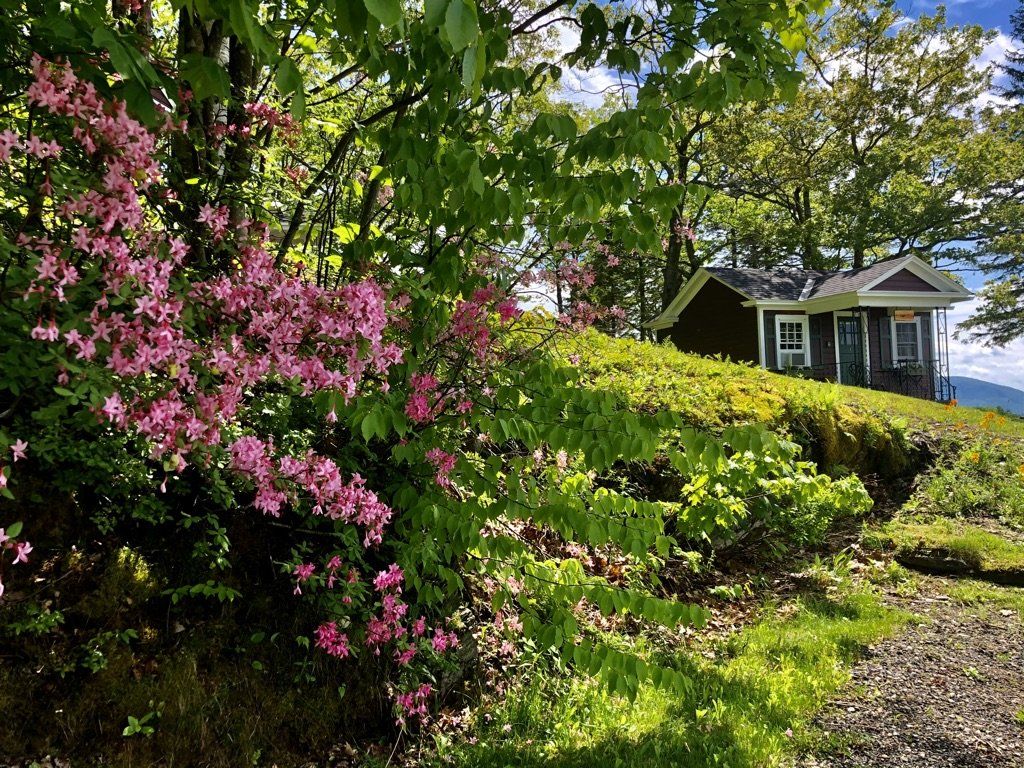 A small dark cottage sits on a grassy hill beside a lush shrub filled with bright pink blossoms under a sunny sky.