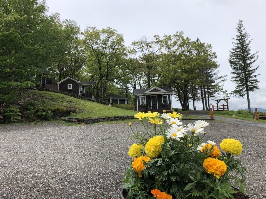 Bright yellow and orange flowers in the foreground, with small dark cabins and trees on a gravel path in the background.
