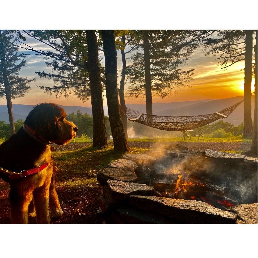 A dog wearing a red harness sits by a stone fire pit as the sun sets over a mountain view with a hammock in the trees.