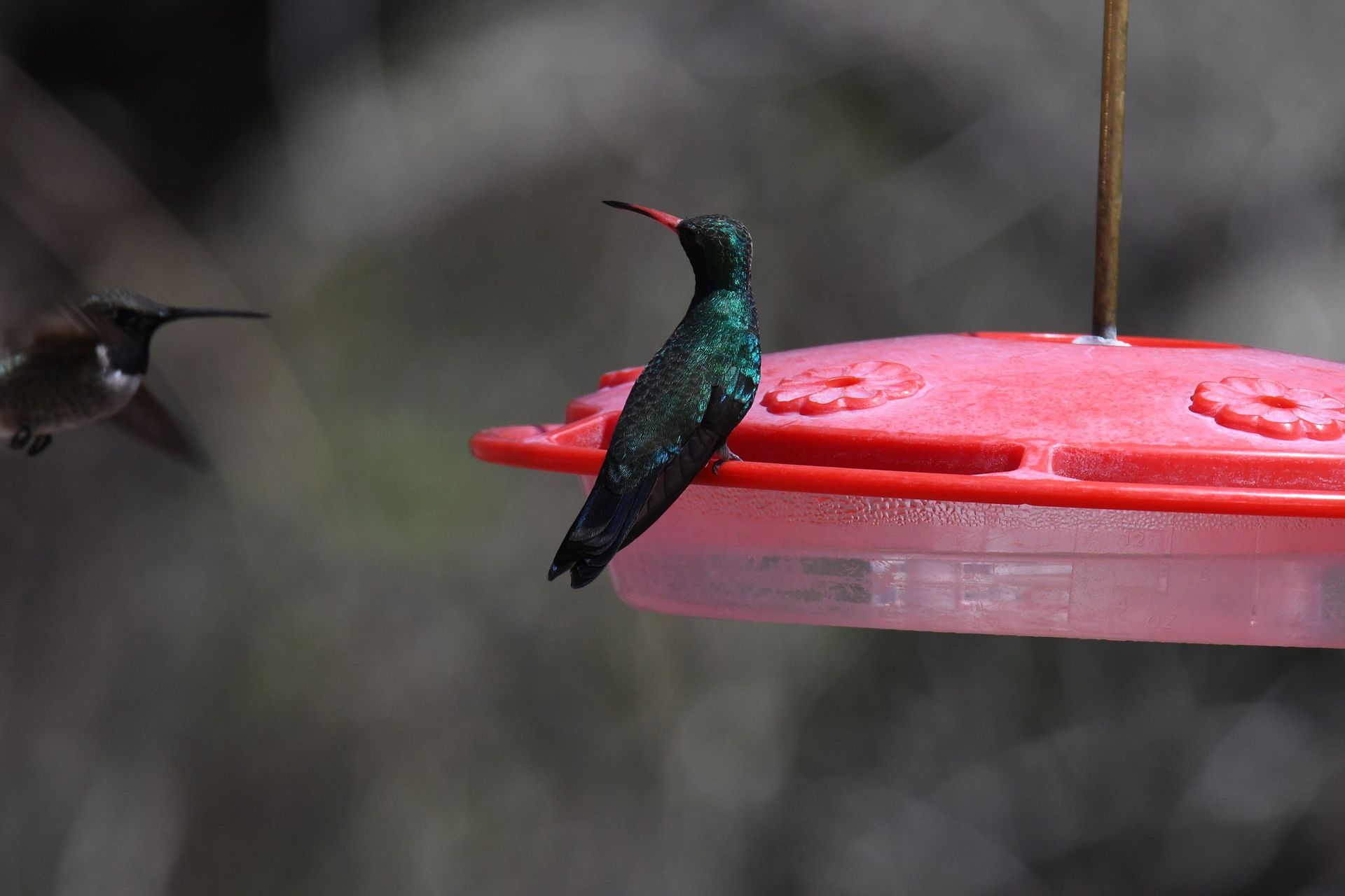 A hummingbird is perched on a red bird feeder.