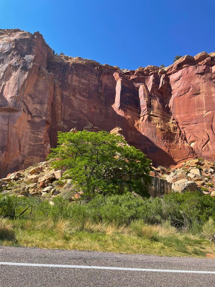 Red sandstone canyon cliffs above green shrubs and roadside grass under a clear blue sky