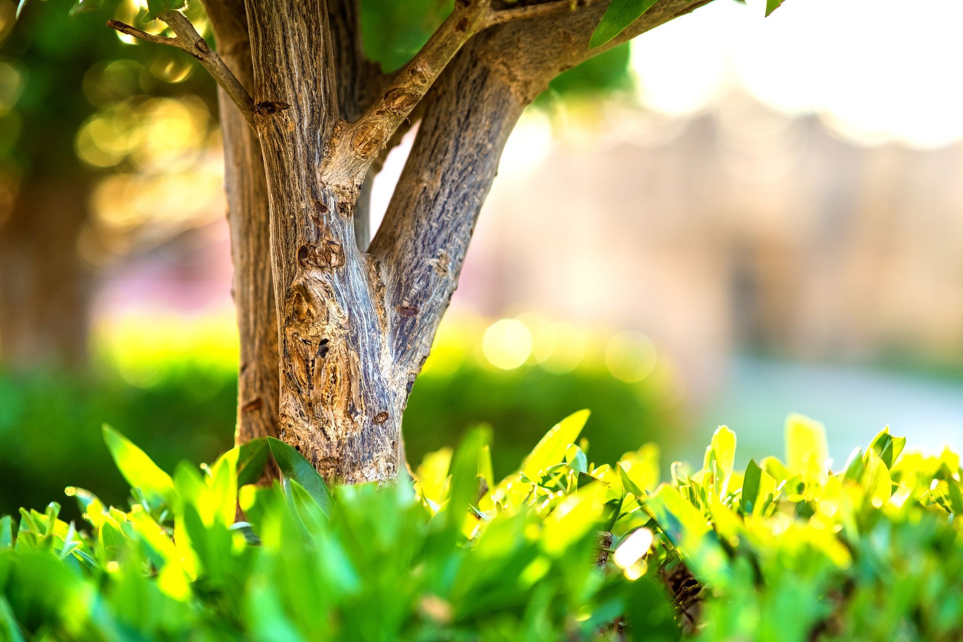 A Healthy Tree Planted With Shrubs Around. Elite Outdoor Solutions Keeps Your Trees Healthy.