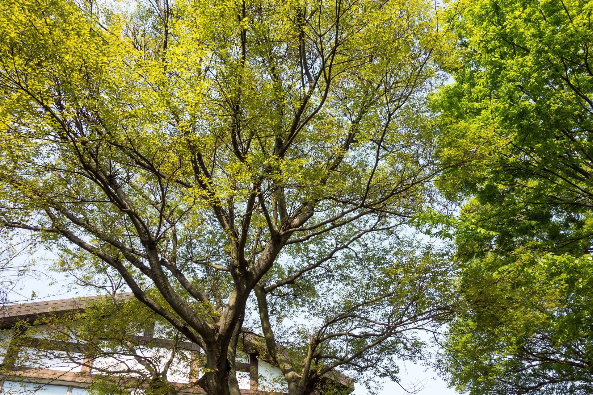 A Large Tree With Many Lush Branches. Elite Outdoor Solutions Keeps Mid-Mo Trees Healthy.