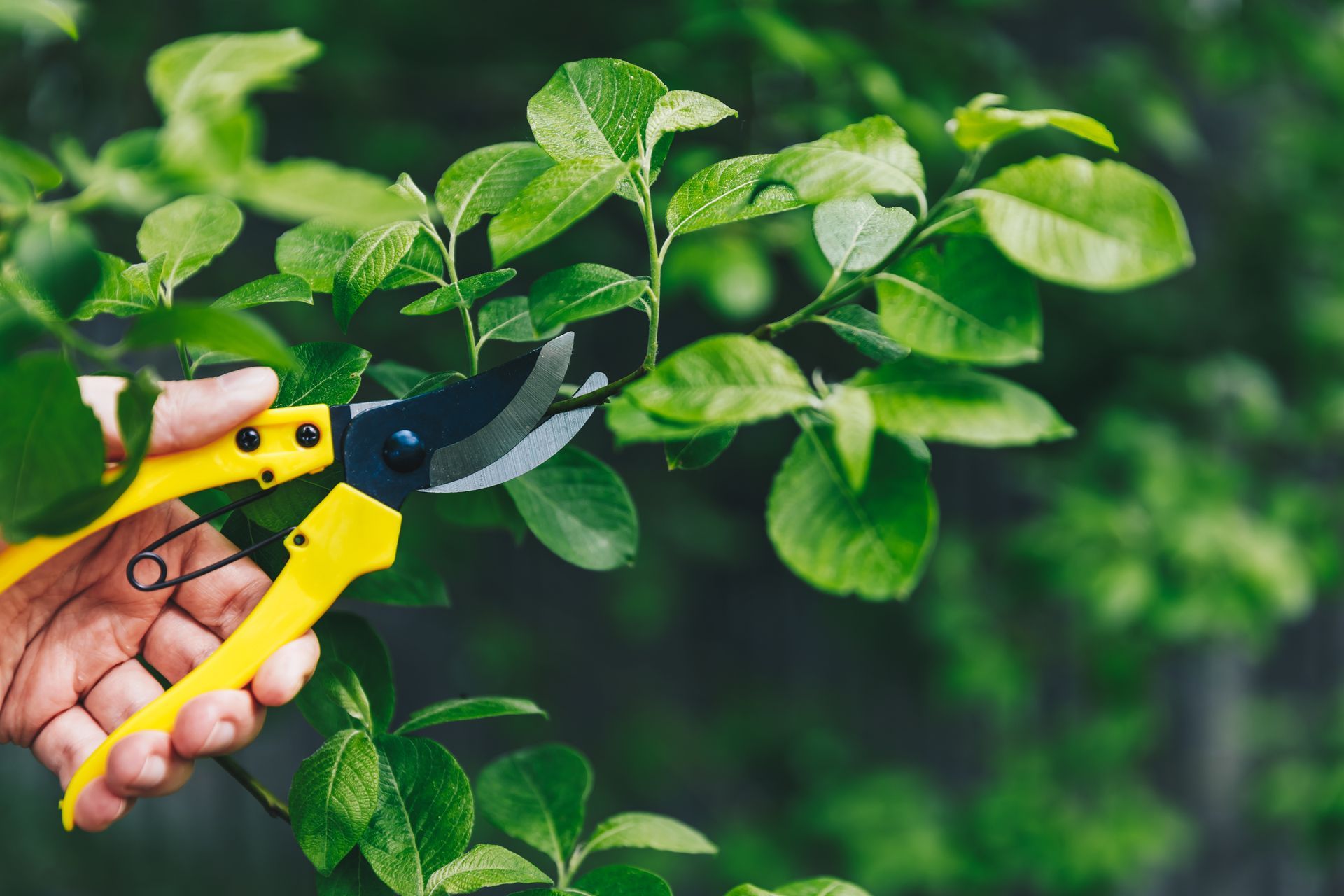 A Healthy Tree Branch. Call Mid-Missouri’s Best Tree Care Specialists at Elite Outdoor Solutions